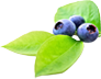Menu Leaf